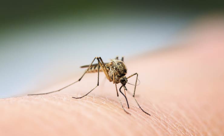 Mücken übertragen Coronavirus nicht