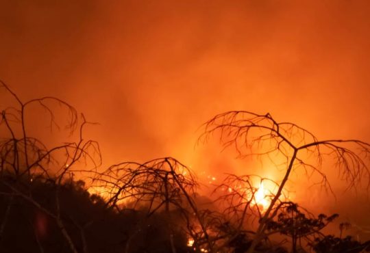 Pantanal in Brasilien wird von schlimmen Waldbränden heimgesucht