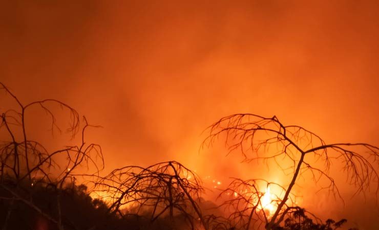 Pantanal in Brasilien wird von schlimmen Waldbränden heimgesucht