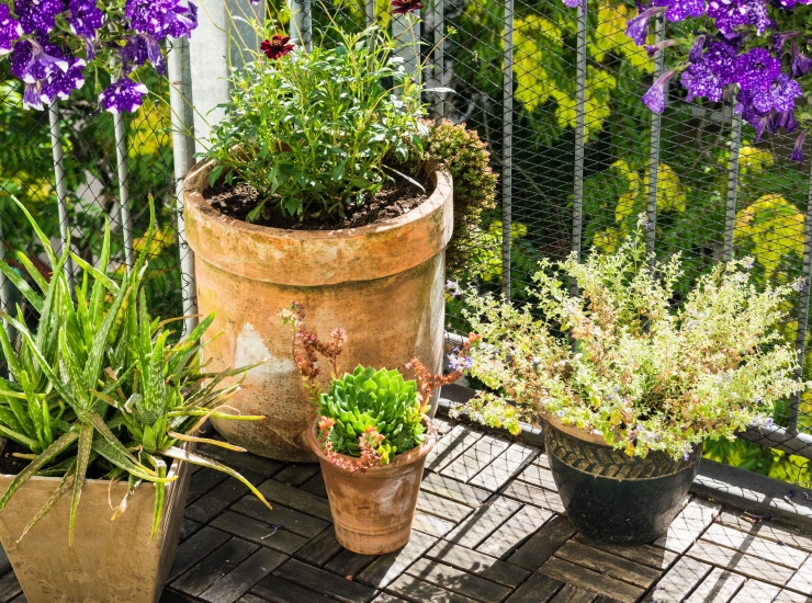 Welche Pflanzen sind für welche Balkone