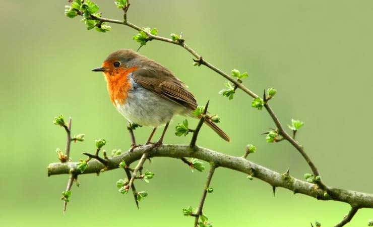 Vergnügtes Gezwitscher - Wie locken Sie Vögel in den eigenen Garten