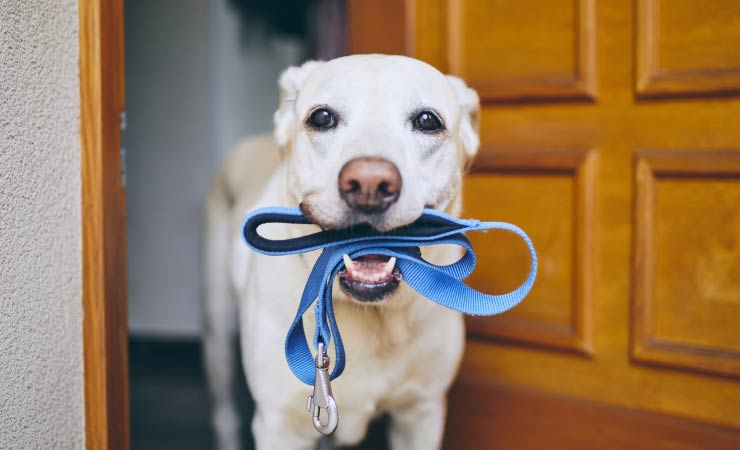 Zubehör für den Hund