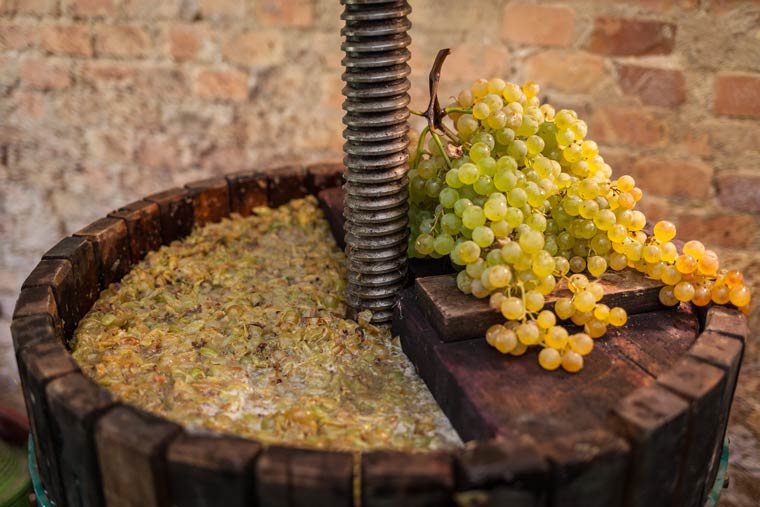 Weinpresse mit Maische