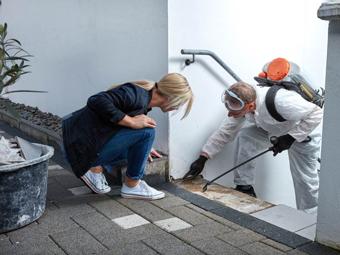 Schädlings Verstecke beeinflussen den Preis eines Kammerjägers