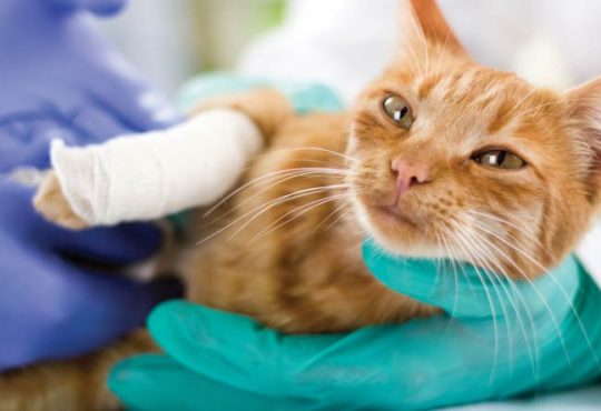 Tierkrankenversicherung