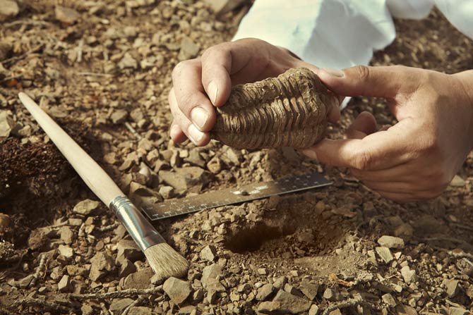 Fossiliensammler - geleitete Ausflüge