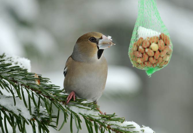 Futterstelle - Winterfütterung