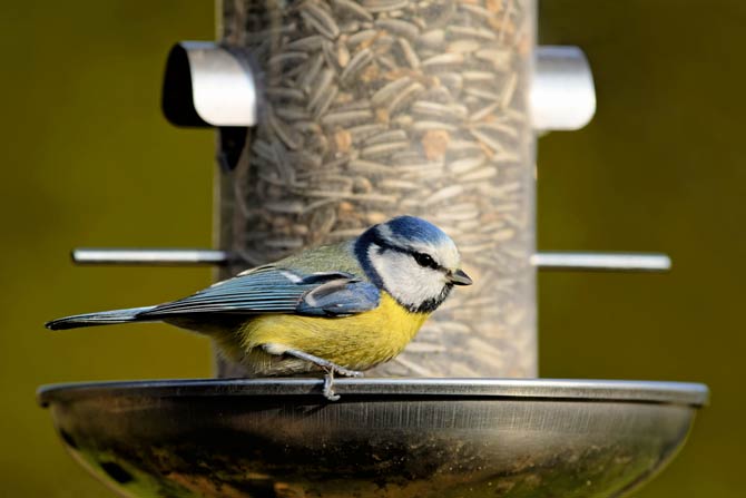 Vogel vor Futterstation