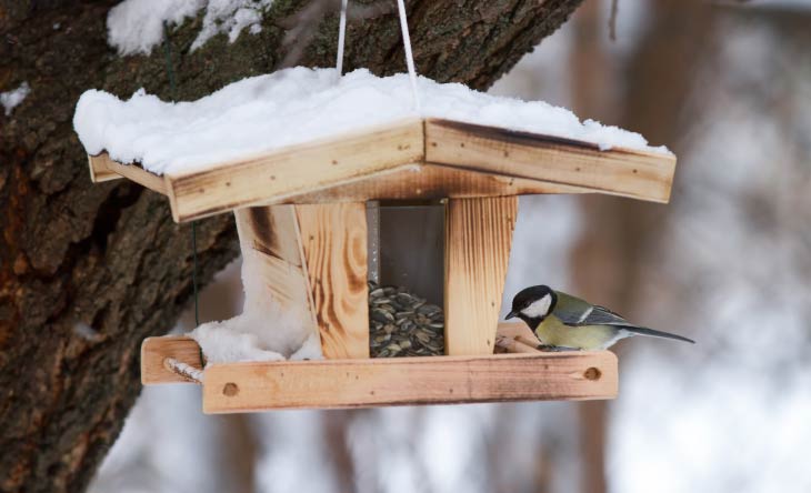 Vogelfütterung im Winter