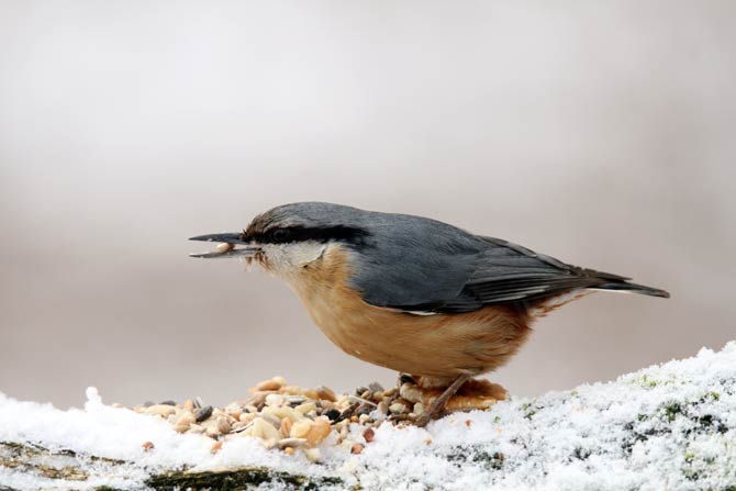 Winterfütterung - ein wichtiger Beitrag zum Vogelschutz