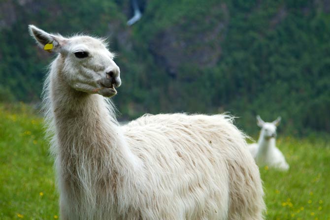 Lama