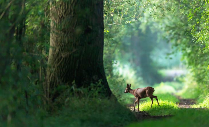 Wildtiere in Deutschland