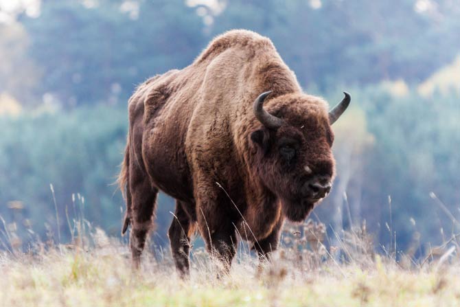 Wisent