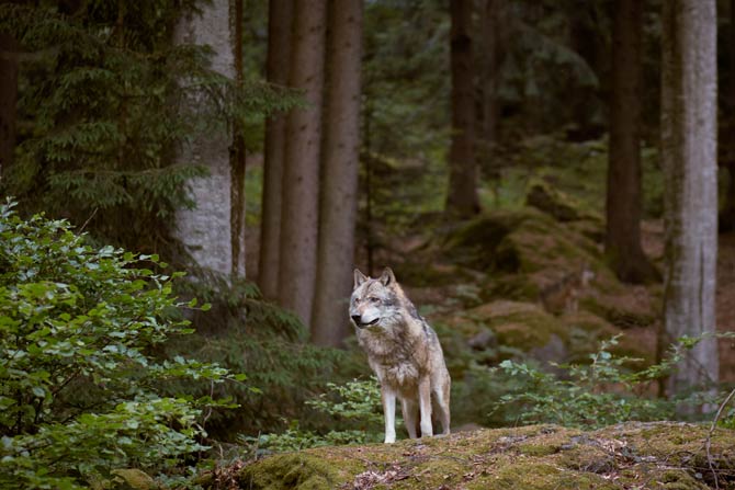 Wolf in Deutschland