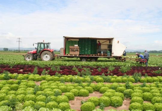 Erntehelfer für Obst- und Gemüseanbau
