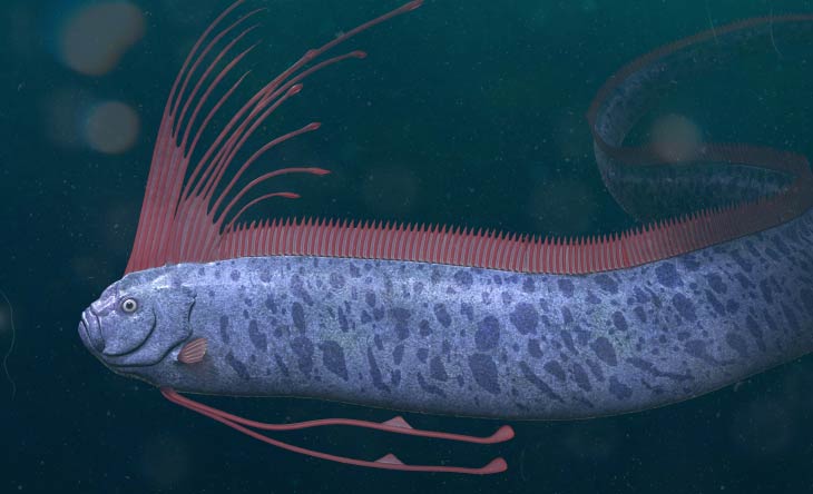 Die 10 außergewöhnlichsten Tiere des Meeres