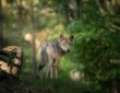 Begegnung mit einem Wolf