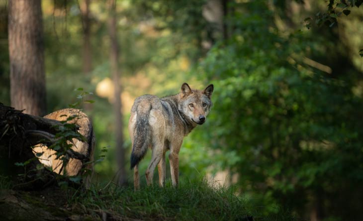 Begegnung mit einem Wolf