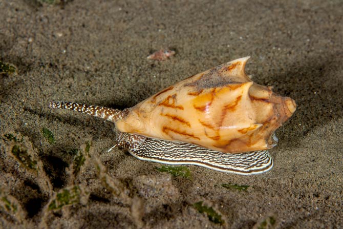Kegelschnecke