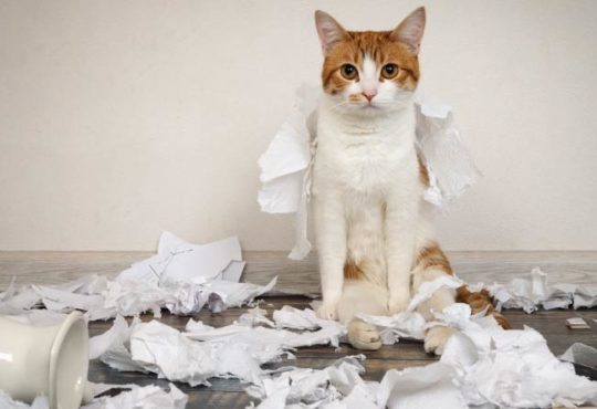 Tipps zur Katzenerziehung