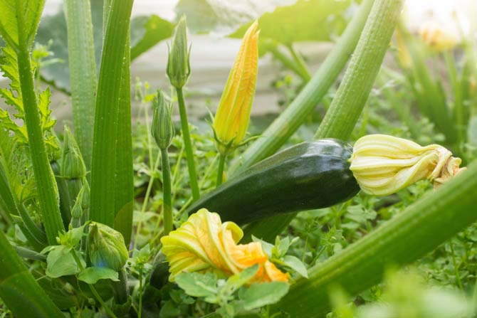 Sonniger Standort für Zucchini