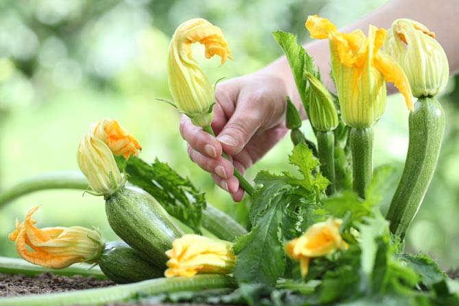 Zucchini erst Mitte Mai anpflanzen
