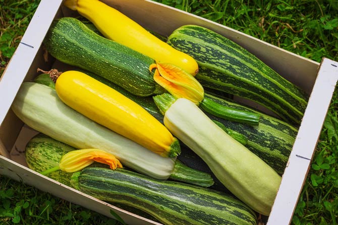Zucchini ideales Gartengemüse