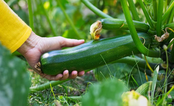 Zucchini im Garten anbauen