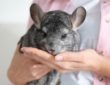 Chinchilla