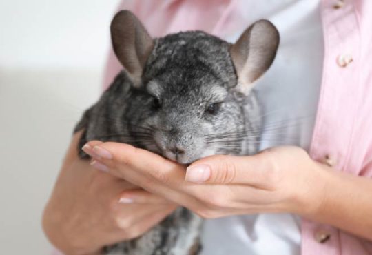 Chinchilla