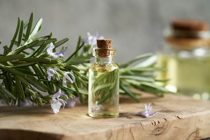 Rosmarinöl wirkt antimikrobiell und fungizid