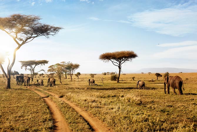 Safari im Serengeti Nationalpark