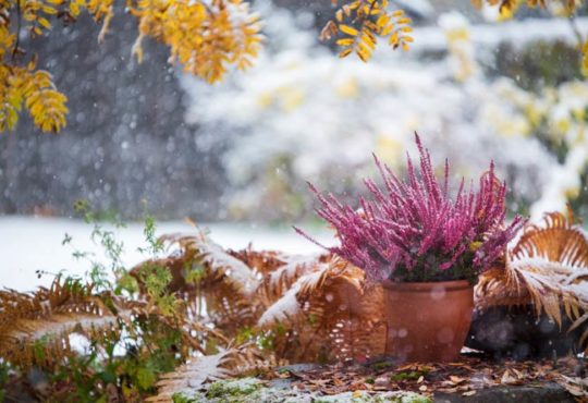 Garten für den Winter vorbereiten