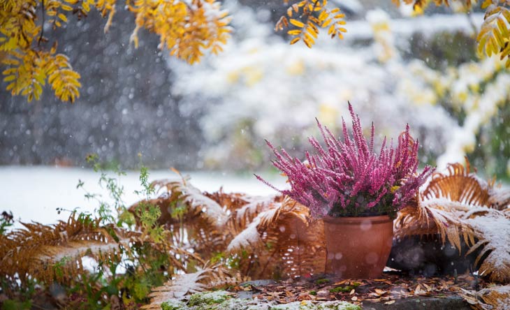 Garten für den Winter vorbereiten