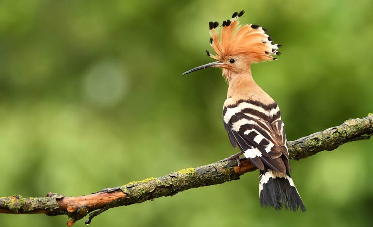 Wiedehopf - Vogel des Jahres 2022