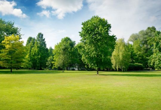 Bäume erzeugen einen besseren Kühleffekt als Grünflächen