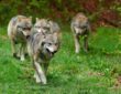 Wolfsrudel in Deutschland