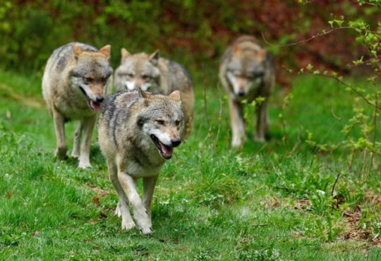 Wolfsrudel in Deutschland