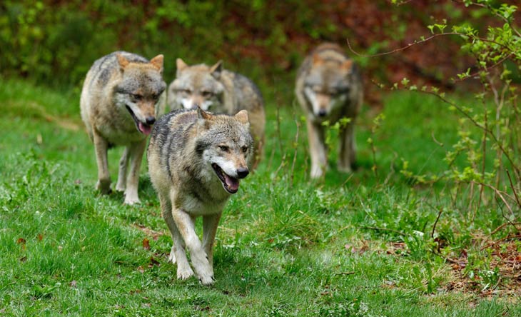 Wolfsrudel in Deutschland