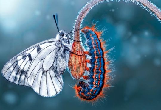 Diese Insekten stehen auf der Roten Liste