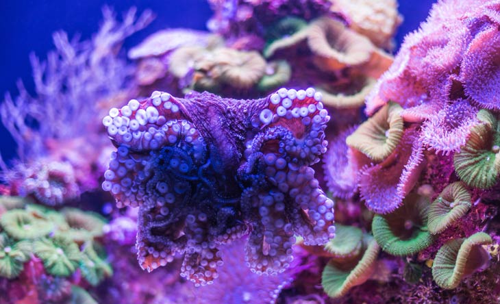 Großes unberührtes Korallenriff