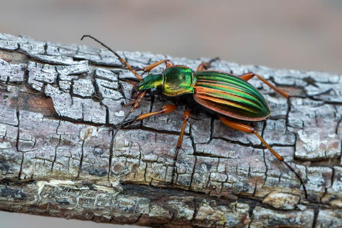 Käfer neu bewertete Insektenarten