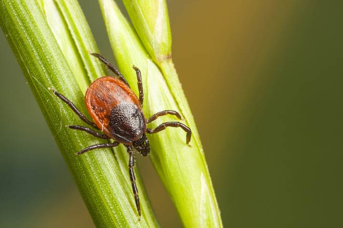 Zecken sitzen im Gras oder auf Blättern