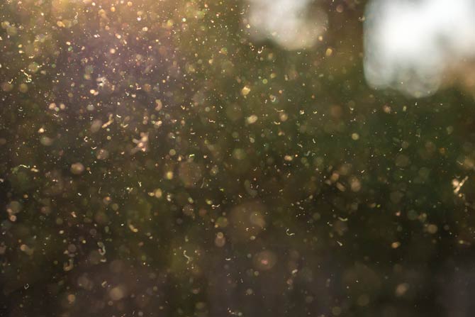 Pollen fliegen durch die Luft