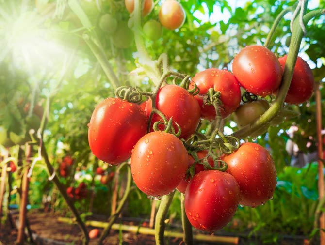 Tomaten benötigen relativ viel Wasser