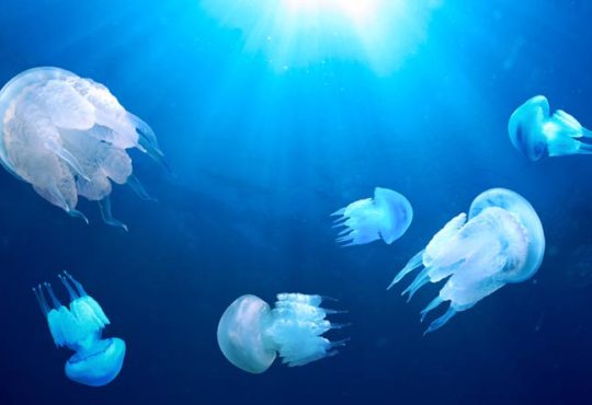 Immer mehr Quallen im Mittelmeer