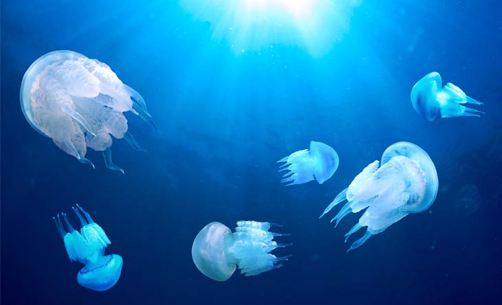 Immer mehr Quallen im Mittelmeer