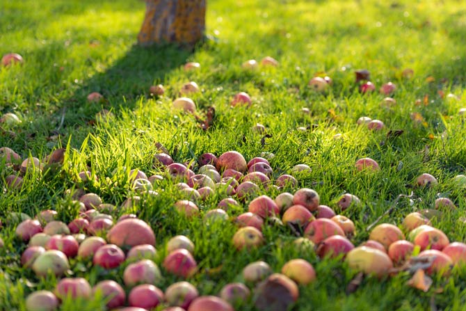 Obst des Nachbarn