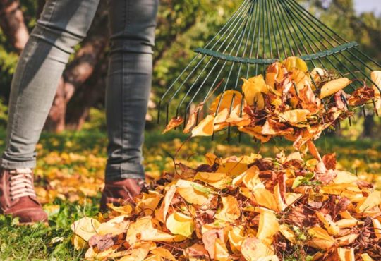 Wer muss Laub vom Nachbarbaum entfernen?