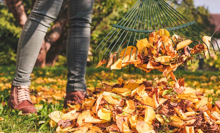 Wer muss Laub vom Nachbarbaum entfernen?